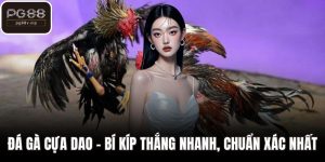 Đá gà cựa dao