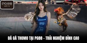 Đá gà thomo