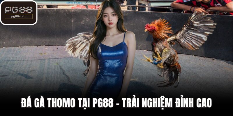 Đá gà thomo