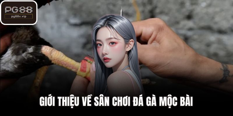 Giới thiệu về sân chơi đá gà mộc bài