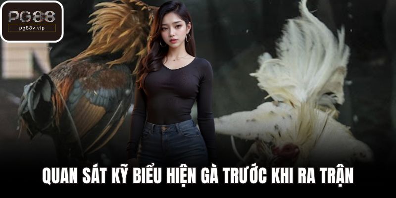 Quan sát kỹ biểu hiện gà trước khi ra trận