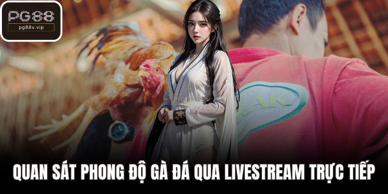 Quan sát phong độ gà đá qua livestream trực tiếp